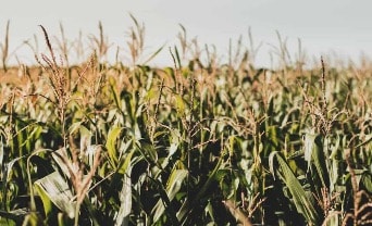 Empresa agrícola anuncia Oportunidades de Emprego em Propriedades de São Gabriel do Oeste